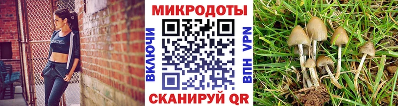 наркота  Янаул  Галлюциногенные грибы Psilocybine cubensis 